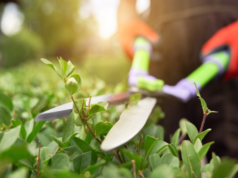 De basis van snoeien: welke planten, struiken en bomen hebben onderhoud nodig?