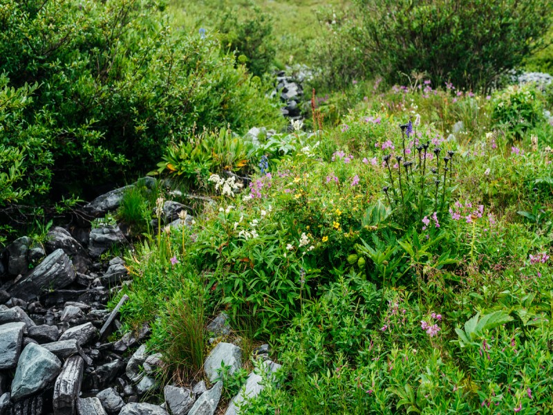 Natuurlijke tuinen ontwerpen: hoe creëer je een wilde, ecologische tuin?