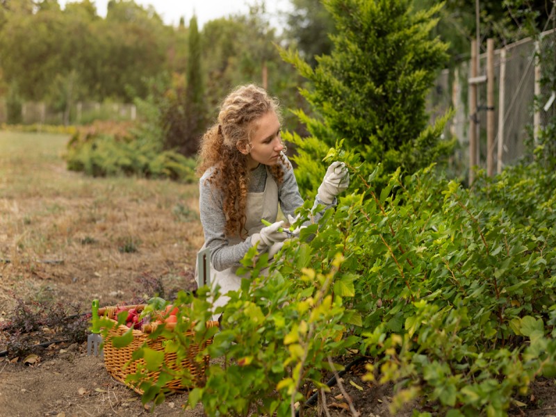 Du jardin ornemental au jardin comestible : le guide ultime