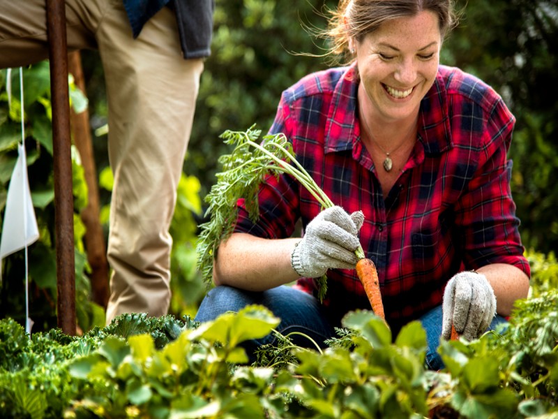 Green manures explained: a natural way to restore your soil