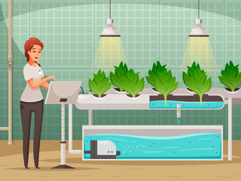 Hydrocultuur voor beginners: zo start je zonder aarde
