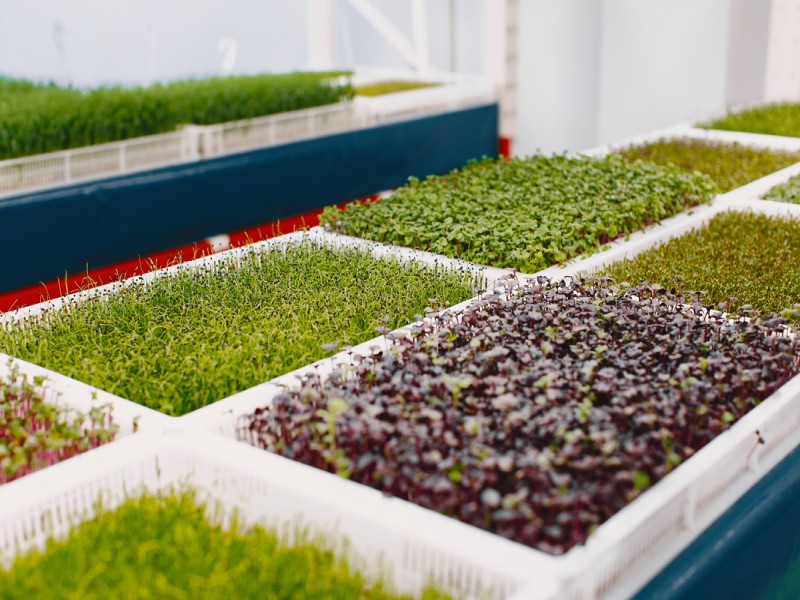 The Benefits of Hydroponics over Traditional Soil-Based Cultivation