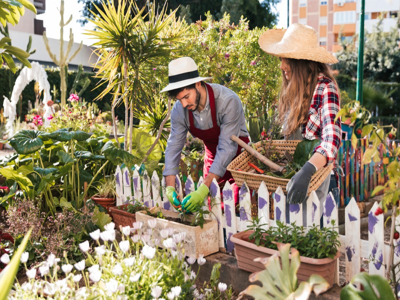 Herbs in the garden: the easiest species for beginners