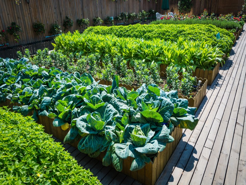 Seizoensplanning voor je eetbare tuin
