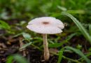 paddenstoelen in tuin gevaarlijk
