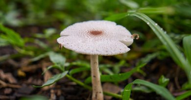 paddenstoelen in tuin gevaarlijk